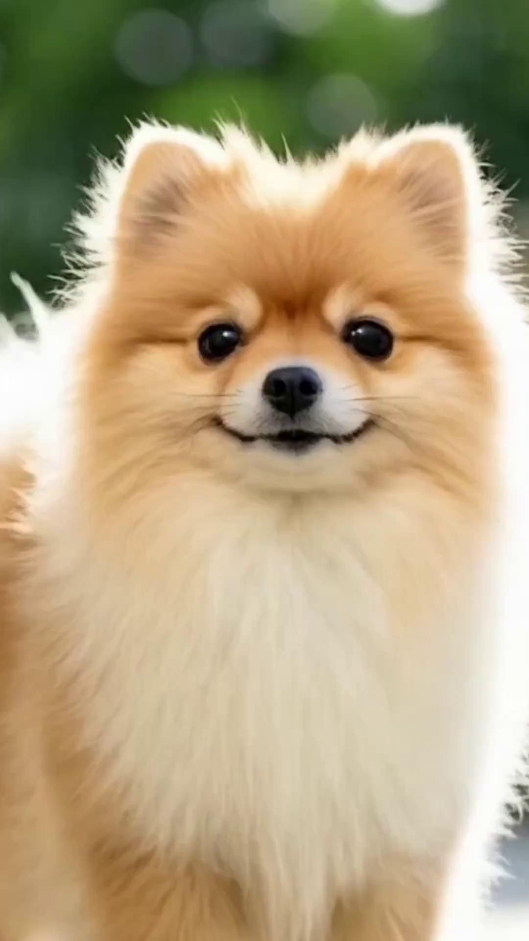 Dog Sings