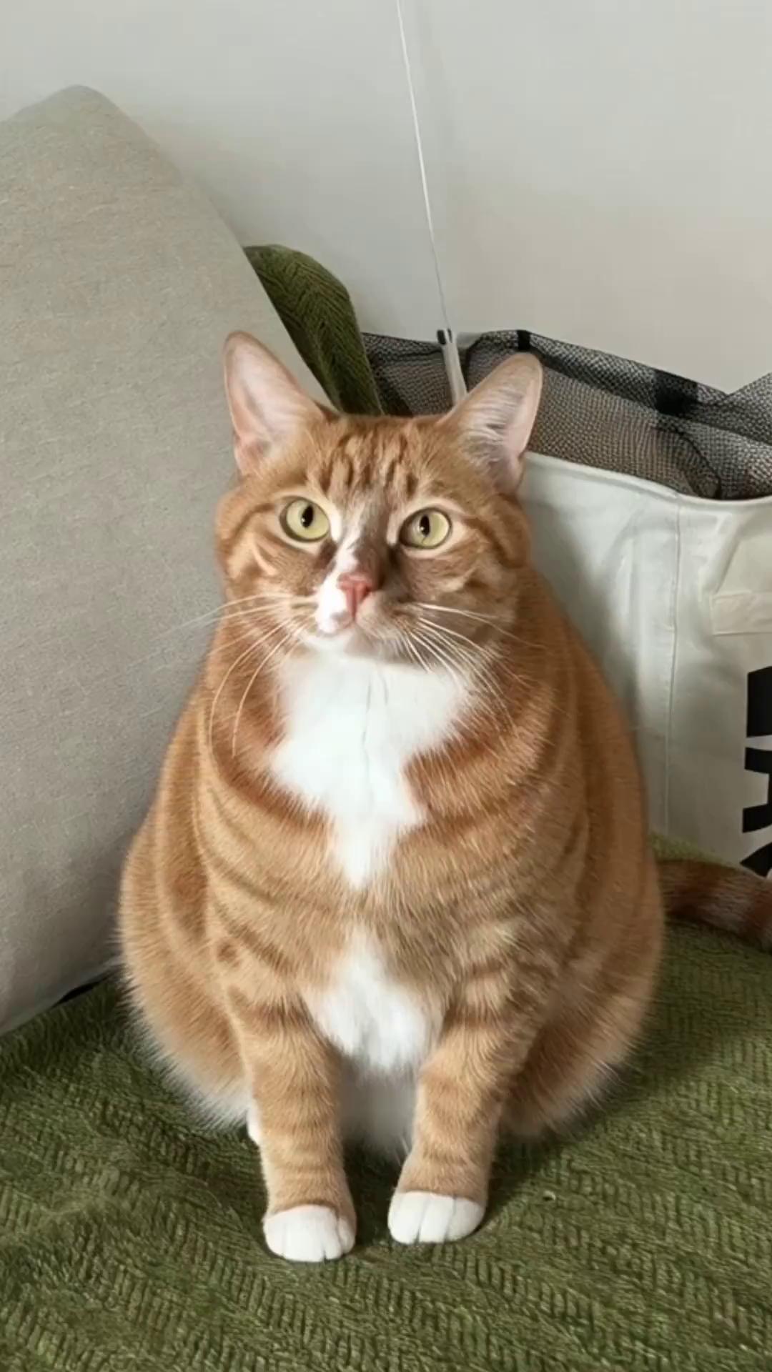 Pet Photo